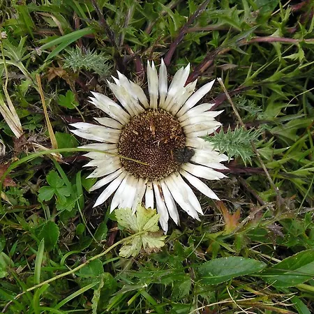 Appartement Haus Vorrath Bad Hofgastein